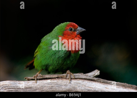 Perroquet à ventre rouge-finch 'Erythrura psittacea' Banque D'Images