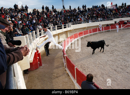 Bien sûr corrida Camarguaise St Marie de la Mer Camargue France Banque D'Images