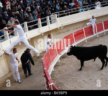 Bien sûr corrida Camarguaise St Marie de la Mer Camargue France Banque D'Images