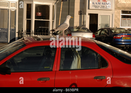 Goéland argenté debout sur toit de voiture rouge, Aberystwyth, Ceredigion Pays de Galles UK Europe Banque D'Images