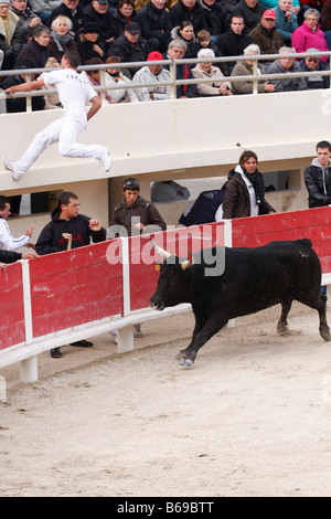 Bien sûr corrida Camarguaise St Marie de la Mer Camargue France Banque D'Images