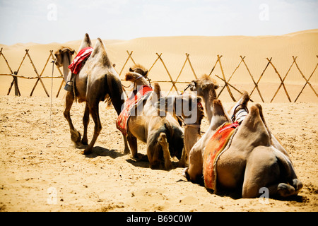 Les chameaux de Bactriane (Camelus bactrianus) dans un désert, Désert de Kubuqi, Mongolie intérieure, Chine Banque D'Images