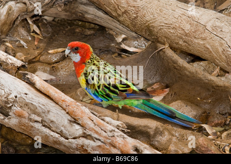 Eastern Rosella Platycercus eximius', 'boire dans creek-lit Banque D'Images