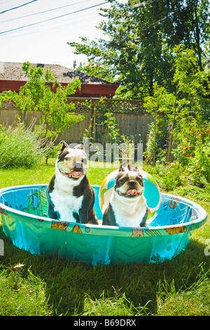 Deux Terriers Boston haletant dans une pataugeoire Banque D'Images