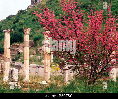 Redbud tree et le Palais du Conseil d'Ephèse Turquie Mer Égée ruines grecques et romaines lonian énorme ville fondée 11 siècle B Banque D'Images