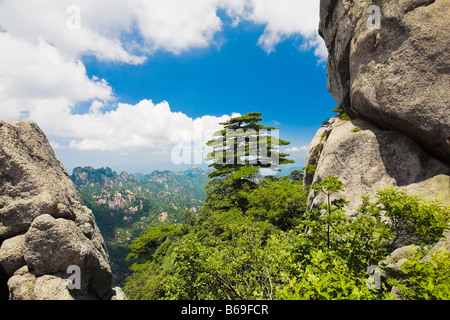 Arbres dans une chaîne de montagnes, Huangshan, Anhui Province, China Banque D'Images