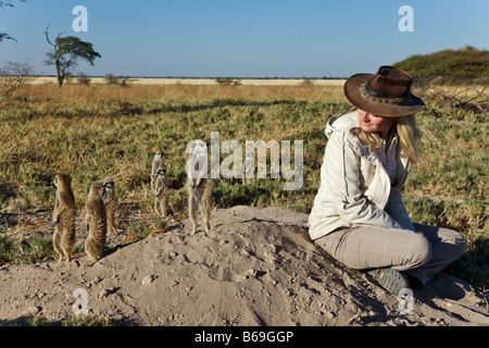 Meerkat Suricate. L'observation touristique suricates debout sur ses pattes pour avoir vue plus large de zone afin de repérer le danger Banque D'Images