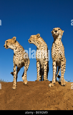 Le guépard Acinonyx jubatus guépard en utilisant termitière comme un point d'observation La Namibie Banque D'Images