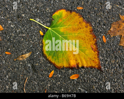 Seul des feuilles d'automne tombées sur la chaussée. Banque D'Images
