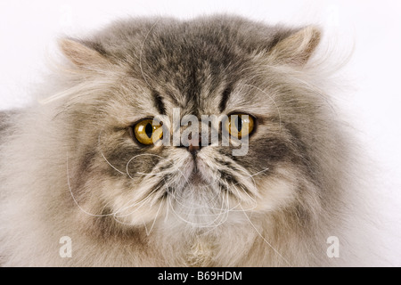 Chat domestique Blue spotted Tabby Persan Studio shot against white background Banque D'Images