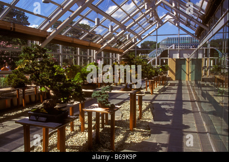 brooklyn Botanic Garden Bonsai exposition serre NYC Banque D'Images