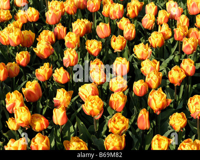 Jardins de Keukenhof à Lisse, Pays-Bas tulipe Tulipa hybr Banque D'Images