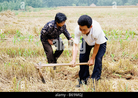 Les agriculteurs travaillant dans un champ, Zhigou, Shandong Province, China Banque D'Images