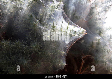 Tétranyque rouge sur une araignée l'ajonc Bush St Ouens Plemont Jersey Channel Islands Banque D'Images