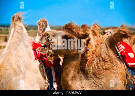 Close-up de chameaux de Bactriane (Camelus bactrianus), Désert de Kubuqi, Mongolie intérieure, Chine Banque D'Images