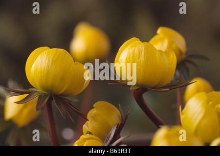 Eranthis hyemalis Cilicica aconit d'hiver (Groupe) Banque D'Images