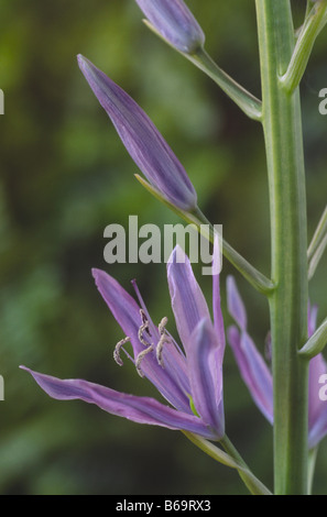 Camassia leichtlinii' ('Magdalen quamash) Banque D'Images