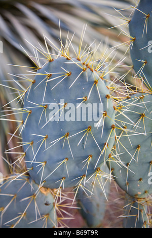 Cactus Opuntia robusta Banque D'Images