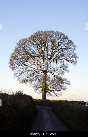 La silhouette d'HIVER DE L'ACER PSEUDOPLATANUS SYCAMORE Banque D'Images