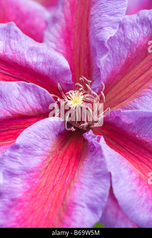 Clematis 'Mrs N Thompson' Banque D'Images