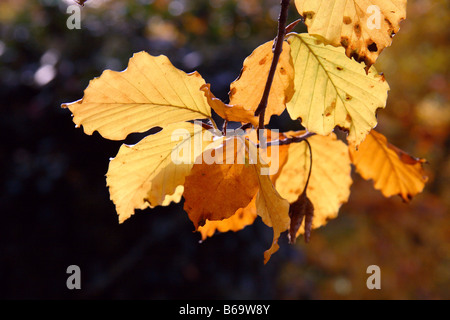 Hêtre, rétroéclairé, arbre, Automne, racines, Automne, automne, été, feuilles, tronc, écorce, marbre, bois, forêt, bois, bois, mousse, Wi Banque D'Images