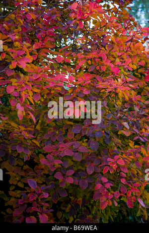 Cotinus Obovatus x serrula Banque D'Images