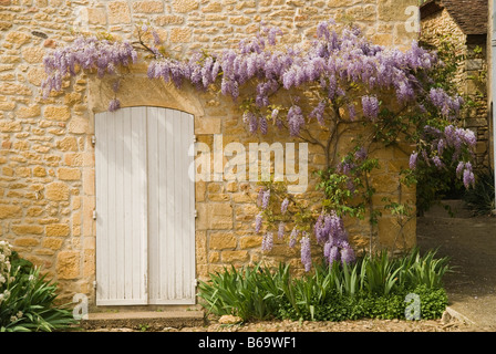 Glycines, glycines, plante, fleur, violet, fleurs, autour, porte, plantes, sur, au-dessus, blanc, bois, portes, en bois, de la pierre Banque D'Images