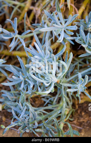 Senecio mandraliscae doigt bleu ou bâtons de craie bleue Banque D'Images