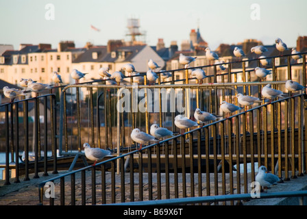 Gîte Les mouettes sur Plymouth, Devon balustrades Banque D'Images