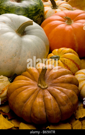Un assortiment de citrouilles sur un lit de feuilles d'automne Banque D'Images