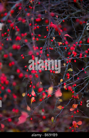 Baies rouge vif sur Berberis thunbergii atropurpurea var Banque D'Images