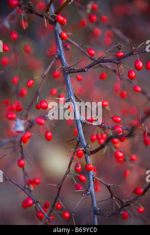 Baies rouge vif sur Berberis thunbergii atropurpurea var Banque D'Images