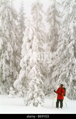 Une skieuse à jusqu'à des arbres couverts de neige en Suède Banque D'Images
