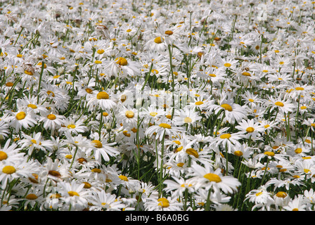 Domaine de marguerites blanches pour la production de semences à Zeeland Pays-Bas Banque D'Images