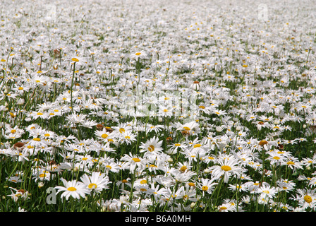 Domaine de marguerites blanches pour la production de semences à Zeeland Pays-Bas Banque D'Images