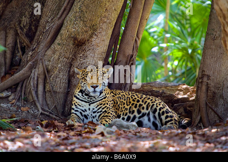 Le Mexique, Quintana Roo, Tulum, Xcaret, Jaguar. Panthera onca. Banque D'Images