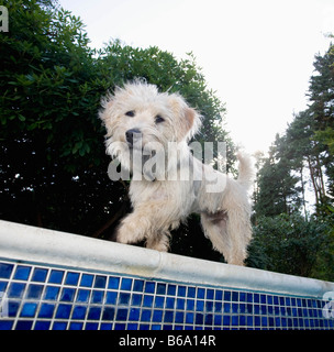 Promenade de chiens à bord de piscine Banque D'Images