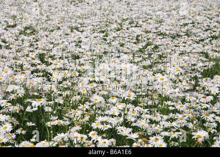 Domaine de marguerites blanches pour la production de semences à Zeeland Pays-Bas Banque D'Images