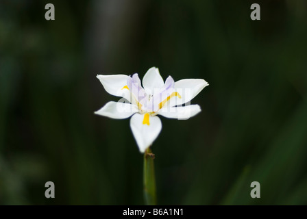 Dietes iridioides Wild Iris, Iris de l'Afrique, Cape Iris, Quinzaine, Lily Iris Morea Banque D'Images