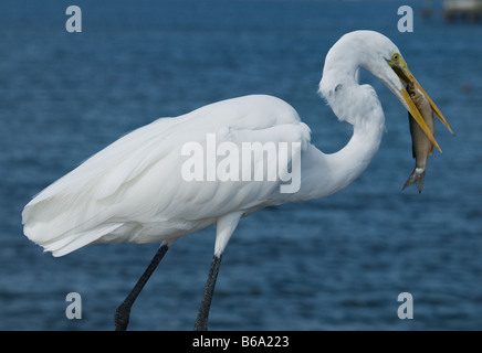 Grande Aigrette ARDEA ALBA MANGER UN PETIT SÉBASTE SUR LA JETÉE À MELBOURNE BEACH, EN FLORIDE Banque D'Images