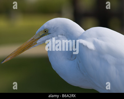 Grande Aigrette EN FLORIDE À MELBOURNE BEACH SUR L'INDIAN RIVER LAGOON Ardea alba Banque D'Images