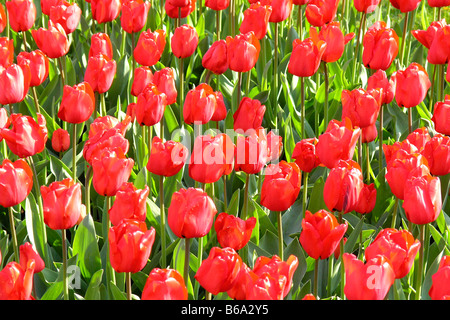 Jardins de Keukenhof à Lisse, Pays-Bas tulipe Tulipa hybr Banque D'Images