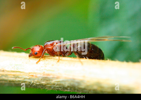 Fourmis Crematogaster scutellaris, cocktail. Reine ailée sur la tige Banque D'Images