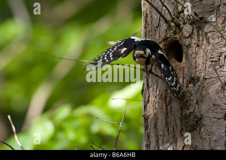 Grand pic mar (Dendrocopus major) laissant nid Banque D'Images