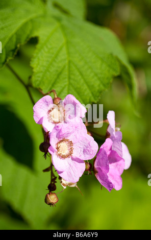 À floraison mauve raspberry rubus odoratus Banque D'Images