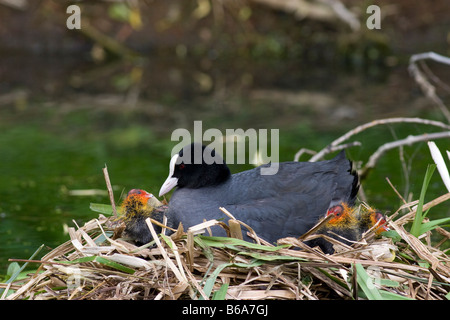 Des profils Foulque macroule (Fulica atra) sur son nid avec poussins nouvellement éclos Banque D'Images