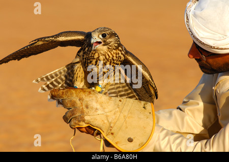 Pèlerin assis sur la main d'un Falconer, Falcon training à Dubaï, Émirats arabes unis, ÉMIRATS ARABES UNIS Banque D'Images