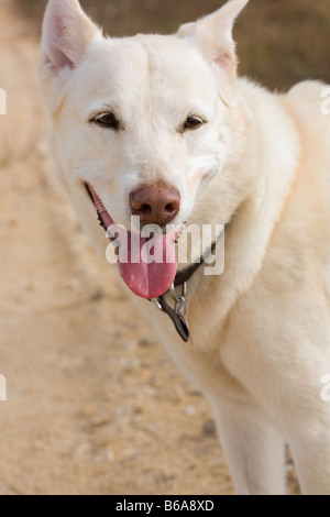 Chien de race mélangée Banque D'Images