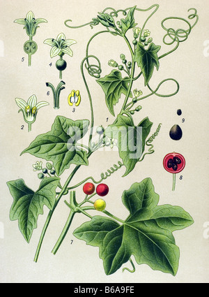 Bryone Bryonia dioica commun, les plantes toxiques illustrations Banque D'Images