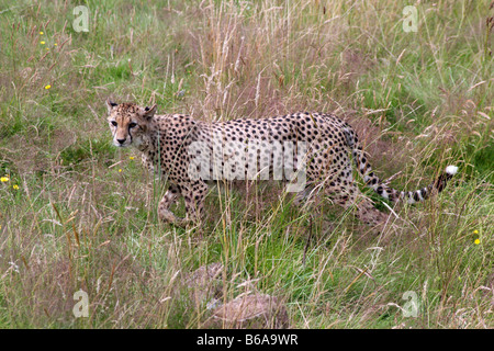 Harcèlement criminel en alerte guépard herbe [le Zoo de Chester, Chester, Cheshire, Angleterre, Grande-Bretagne, Royaume-Uni, Europe]. . Banque D'Images
